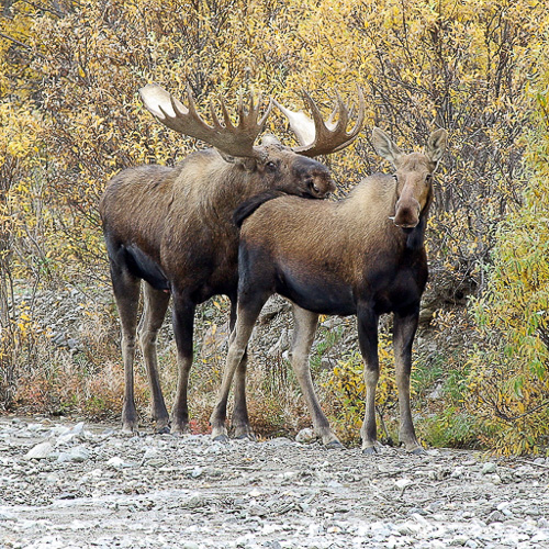 Alaska 2010 + 2014