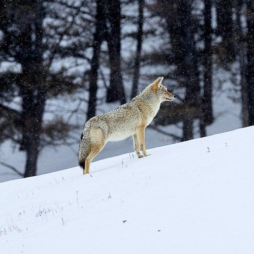 01 - Yellowstone NP