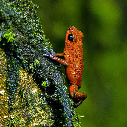 06 - NP Tortuguero