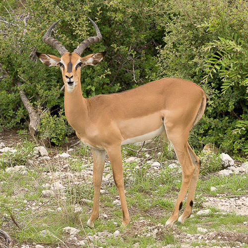 01 - Etosha NP