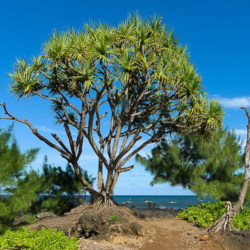 02 - Maui und Moloka'i