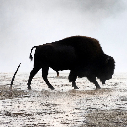 03 - Yellowstone NP Tierwelt