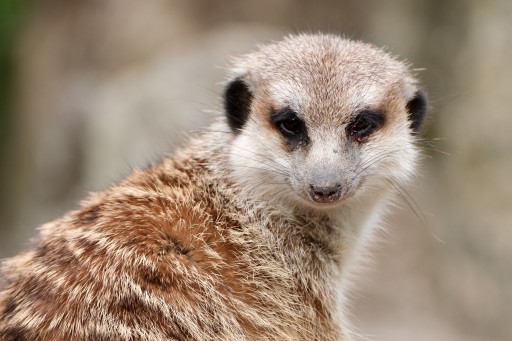 Opel Zoo Kronberg